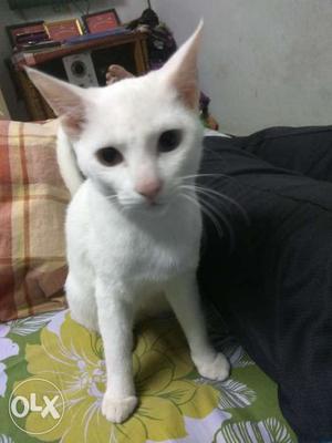 White male 7 months old cat for sale