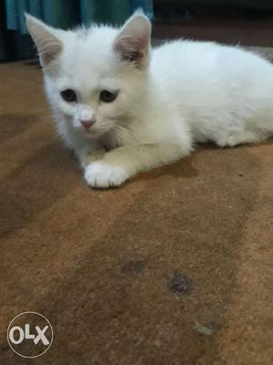 White persion Kitten