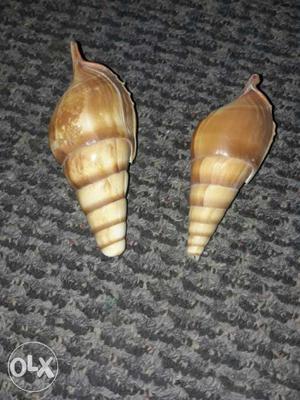Two Brown Garden Snails