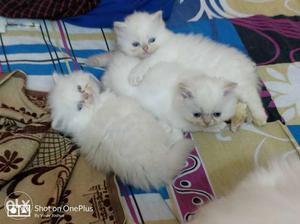 2 Persian kittens. pure white semi punched face..