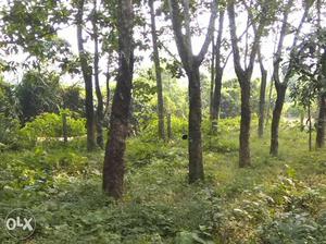 220 Rubber woods for sale in Ranni,