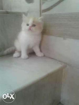 Good looking Cat available contact soon original breed call