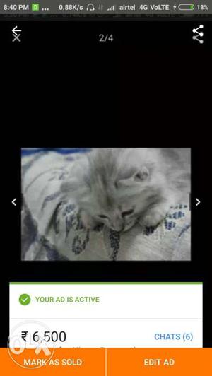 Gray Persian Cat Screenshot