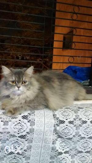 It's a female Persian cat 10 months old