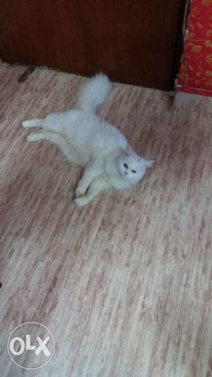 It's full white female Persian cat..6 months old