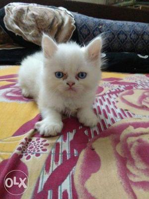 Kitten available original breed contact now and get