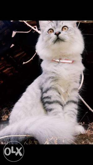 Long-coated White And Gray Cat