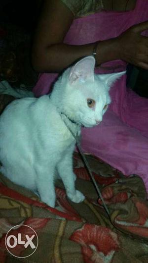 Male cate for meet plz contact