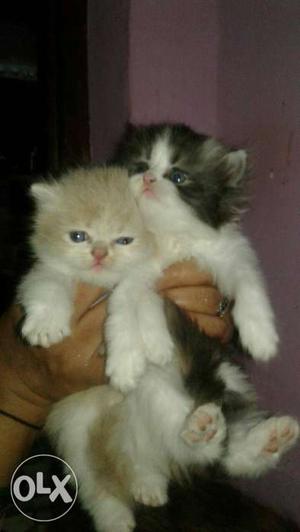 Persian kitten only 5 only serious buyer's