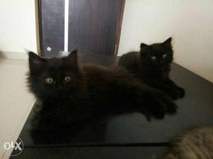 Persian kittens for sale  each 4 kittens 3 female and 1