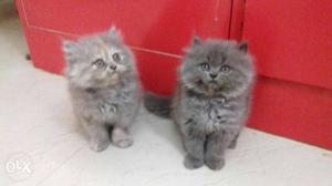 Persian kittens for sale if u r interested just