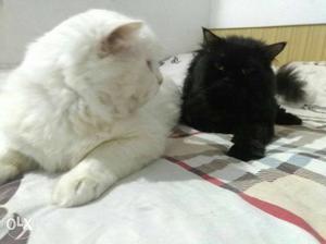 Pure Persian and super friendly white cat and black cat