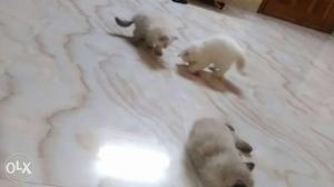 Three Short-fur White Kittens for sale