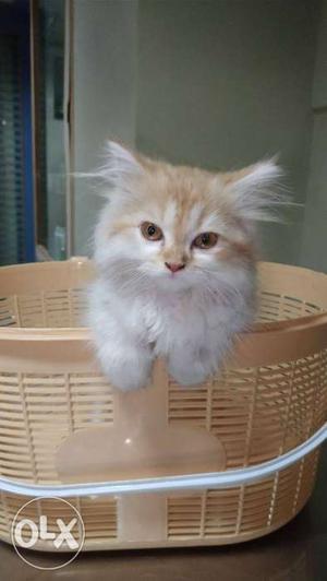 White And Orange Persian cat