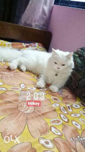 White Persian Cat