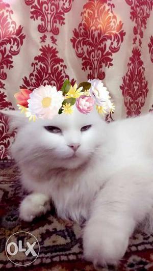 White Tabby Cat