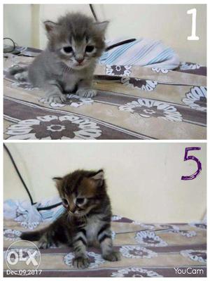 1 month 5 persian kittens for sale (Rs./each)