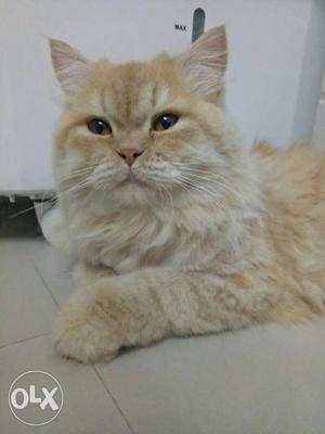 10 month old Male Ginger Persian cat, good breed,