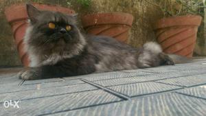 15.5 months proven male Persian cat hvy size
