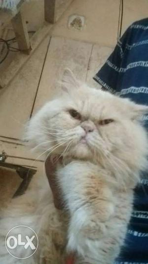 15 months old male punch face Persian cat for