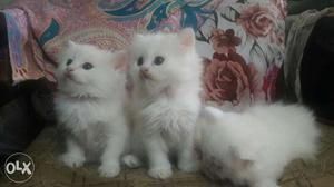 2 Persian male and female cat  each