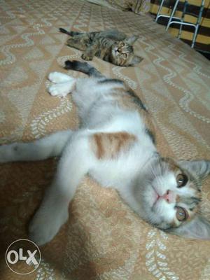 2 cross Persian kittens 2 months both male and