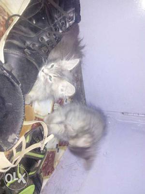 2 moths old kittens pure cross breed kittens for