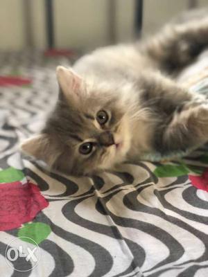 2 persian kittens, female. 3 months each.  each