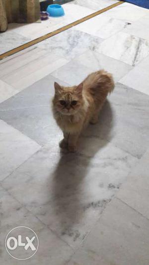 2 years old golden persian female for