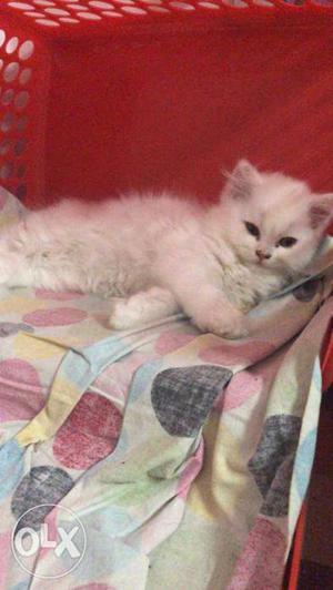 3 Pure Persian cats available
