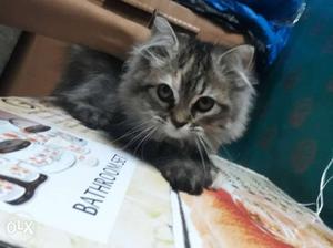 5 months female persian cat Toilet trained Double