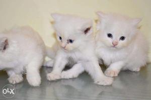 50 Days old female White Persian Kittens