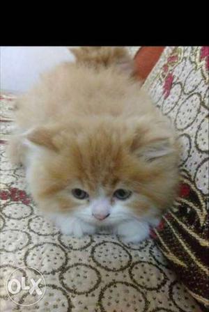 50 days old bio colour persian kitten for sale