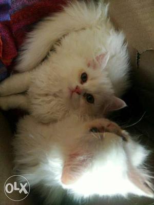 A.n.kennel Pair persian cats Avible..