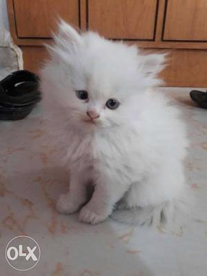 All Different types of Persian Kittens Available