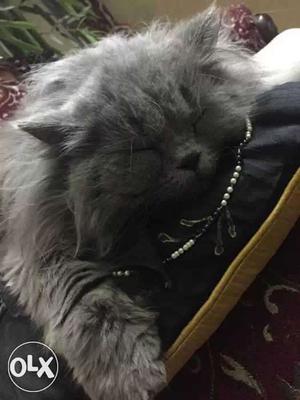 Attractive young Persian male cat 9months old