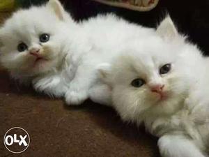 Baby persian cats kitten sale.different colors low price