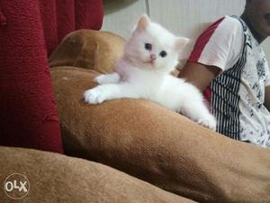 Beautiful Persian cat and kitten with heavy fur.