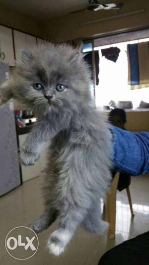 Best deal cute long fur baby petsian cats kitten sale.very