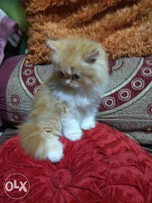 Bi color female PERSIAN kitten