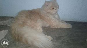 Big Brown original Persian cat male 1.5 years prown male
