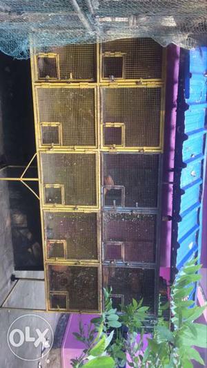 Bird cage (10 cage) for sale