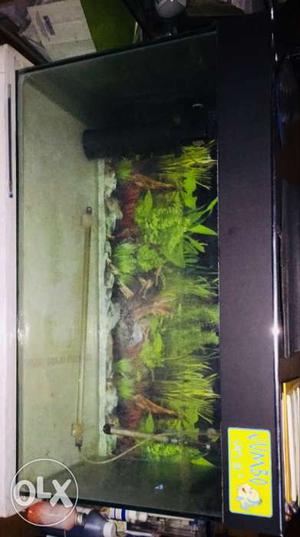 Black Framed Pet Tank