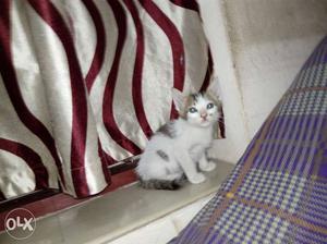 Black and white male kitten.