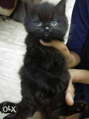 Black colour female kitten,semi punch, 3month