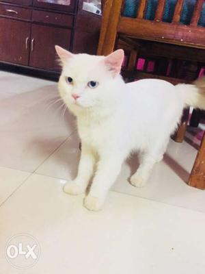 Blue Eyes Male 13 month urgent sell