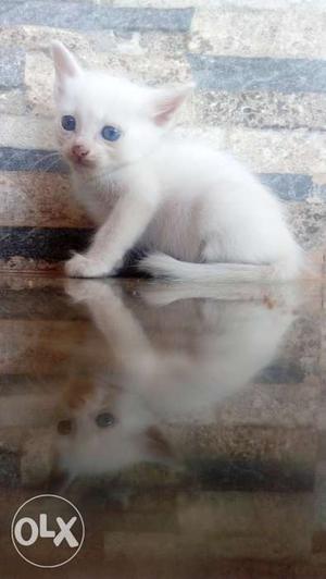 Blue eyed pure white kitten
