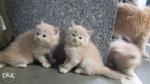 Brown Persian Kittens cats sale.all beautifull colors or low