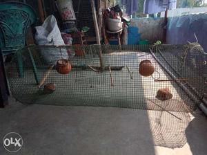 Cage for sale in karamana