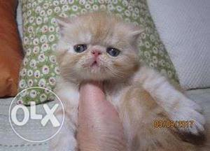Cash on delivery so cute persian kitten avalible